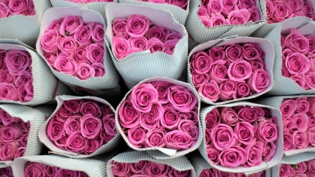 Pink Roses - bouquet, roses, petals, pink