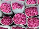 Pink Roses