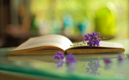 Bokeh - bokeh, purple, reflection, flowers, book