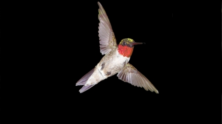 Rubythroated Hummingbird Flight - bird, rubythroated, animal, humming, flight, wings