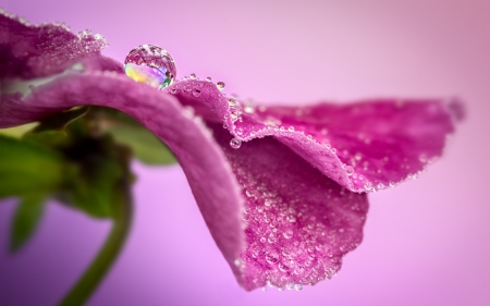 Water drops - skin, petal, water drop, macro, pink, flower