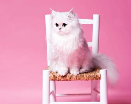 Kitten - white, pisica, kitten, cute, pink, cat, chair