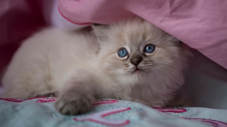 Kitten - pisica, animal, pink, cute, kitten, cat, blue eyes, siamese