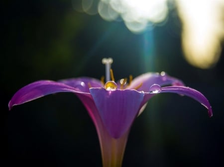 Sweet Purple - nature, purple, field, flowers