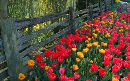 A Border of Colour - Garden, Tulips, Fence, Spring