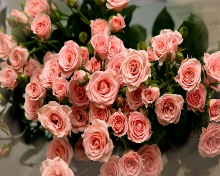 Beautiful Pink Roses - nature, love, roses, pink