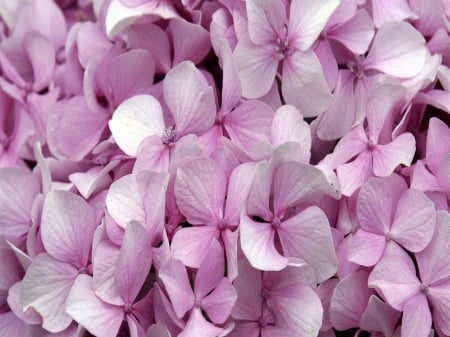 Pink Hydrangea Flowers - Hydrangea, Violet, Nature, Flowers