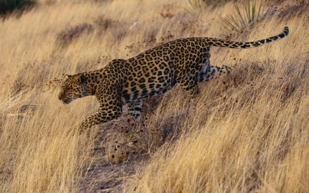 cougar - feline, cougar, grass, cat