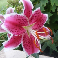 Pretty Tiger Lilly