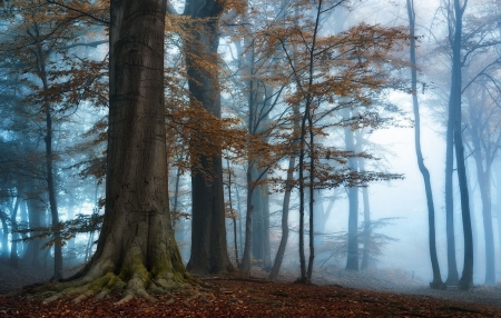 Forest Trees - trees, forest, nature, fog