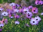 Purple Spring Flowers