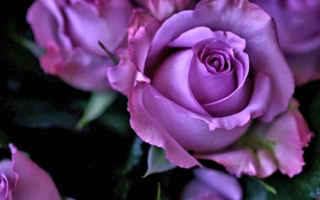 Beautiful Rose - Rose, pretty, Flower, purple