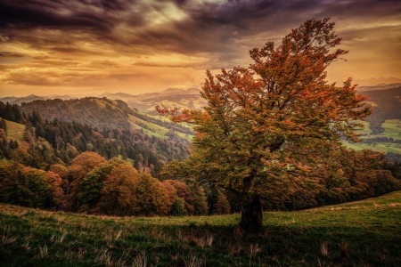 Autumn - trees, nature, mountain, autumn