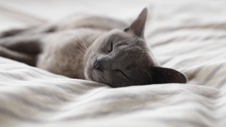 Cute Cat - cat, animals, cute, sleeping