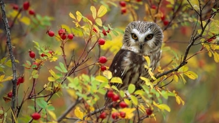 Owl in British Columbia - owl, berries, bird, trees, animal, canada, british columbia