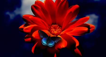 Lovely Daisy - daisy, flowers, garden, red