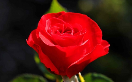 Delicate Rose - flowers, garden, rose, red