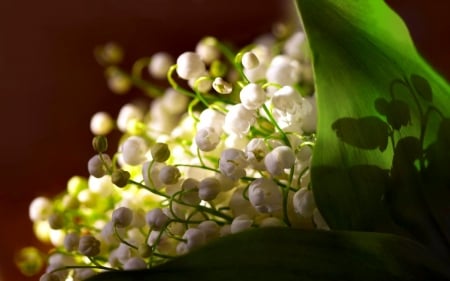 Lily of the Valley - valley, flowers, cute, lily