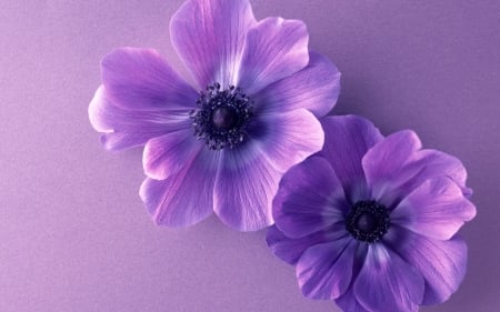 Purple Flowers - purple, flowers, cute, plants