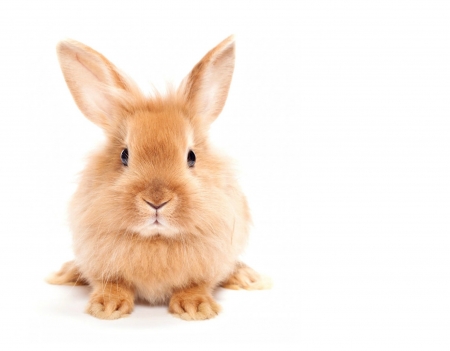 Bunny - easter, rodent, white, animal, rabbot, cute, iepuras, bunny