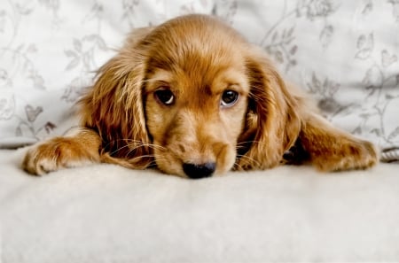 Puppy - animal, cocker spaniel, paw, cute, dog, caine, puppy