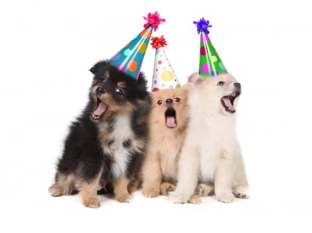 Happy Birthday to youuuu! - hat, dog, birthday, animal, funny, cute, caine, puppy, trio, card, song