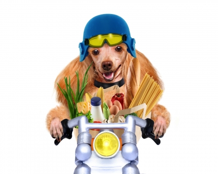 Puppy with groceries - motorcycle, animal, puddel, funny, dog, caine, groceries, puppy