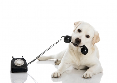 You have a call! - dog, black, white, animal, funny, cute, caine, labrador, phone