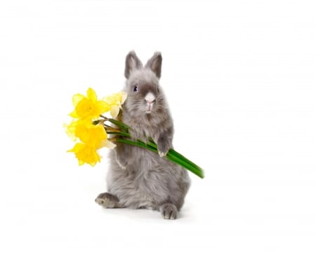 Flowers for you! - flower, animal, cute, spring, yellow, iepuras, easter, white, card, rabbit, bunny