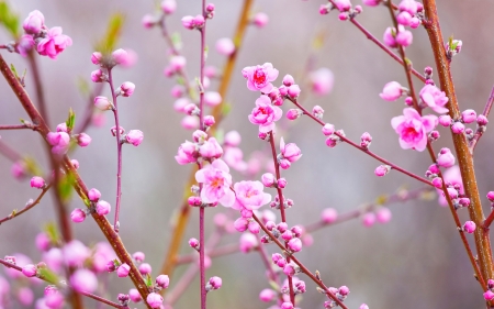 Spring - branch, blossom, spring, flower, pink