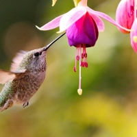 Humming-Bird