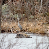 Great Blue Heron