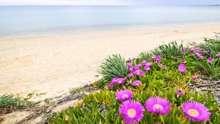 The Enchanting Beaches Of Kassandra - flowers, nature, beach, kassandra