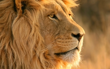 lion