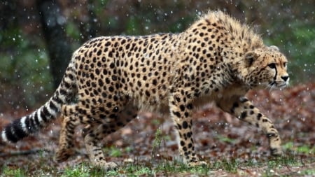 wild cheetah - jungle, cheetah, feline, cat