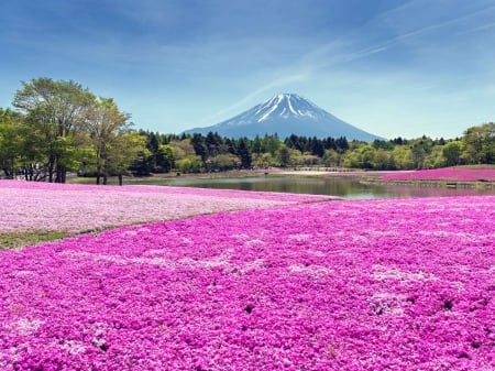 Mountain overlooking tulips - flowers, tulips, mountain, sky