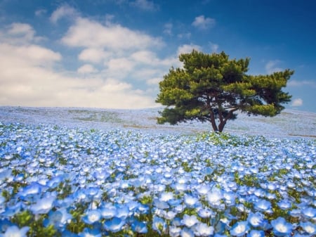 Blue Poppies - flowers, sky, tree, poppies