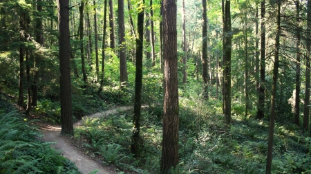 Forest Path - leaves, forest, path, trees