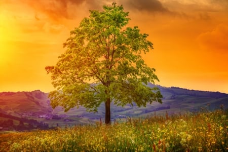 The right place - pretty, hills, dandelions, beautiful, spring, grass, freshness, orange, mountain, tree, wildflowers, right, place, sky