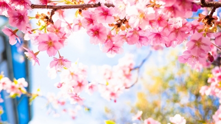 Beautiful Flowers - flowers, sakura, pink, nature