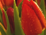 Red Tulips