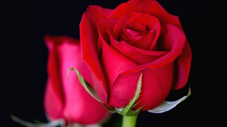 Red Roses - flowers, red, roses, petals