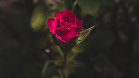 Red Rose - nature, rose, flower, red