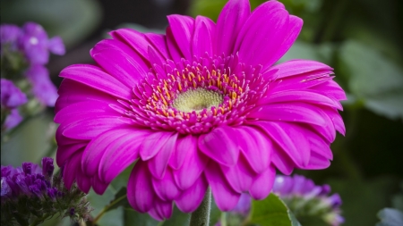 Gerbera - flowers, nature, gerbera, bloom