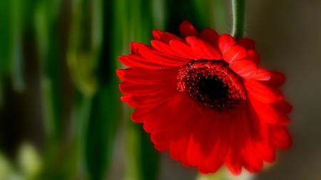 Gerbera - grebera, flower, petals, red