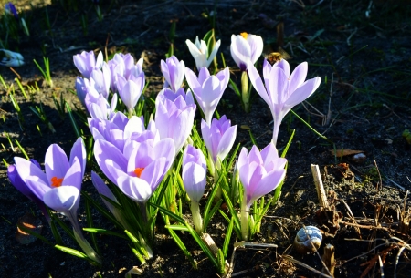 Crocus - blossoms, garden, flower, petals, spring