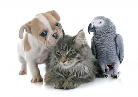 Pets - bird, dog, parrot, cat, pet, pisica, grey, animal, kitten, pasare, cute, caine, puppy, trio