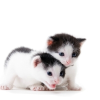 Kittens