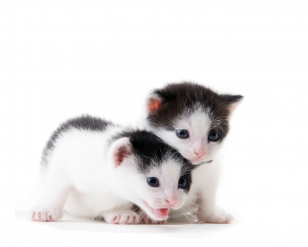 Kittens - sweet, cat, black, pisica, white, animal, kitten, cute, couple