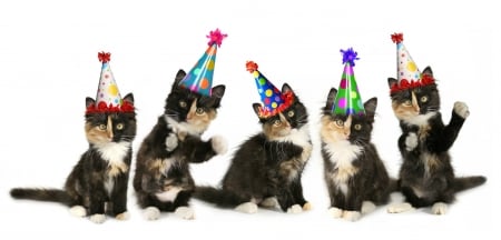 Happy Birthday! - cat, hat, funny, pisica, kitten, party, animal, sweet, birthday, cute